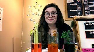 Using Celery to Teach Scientific Method